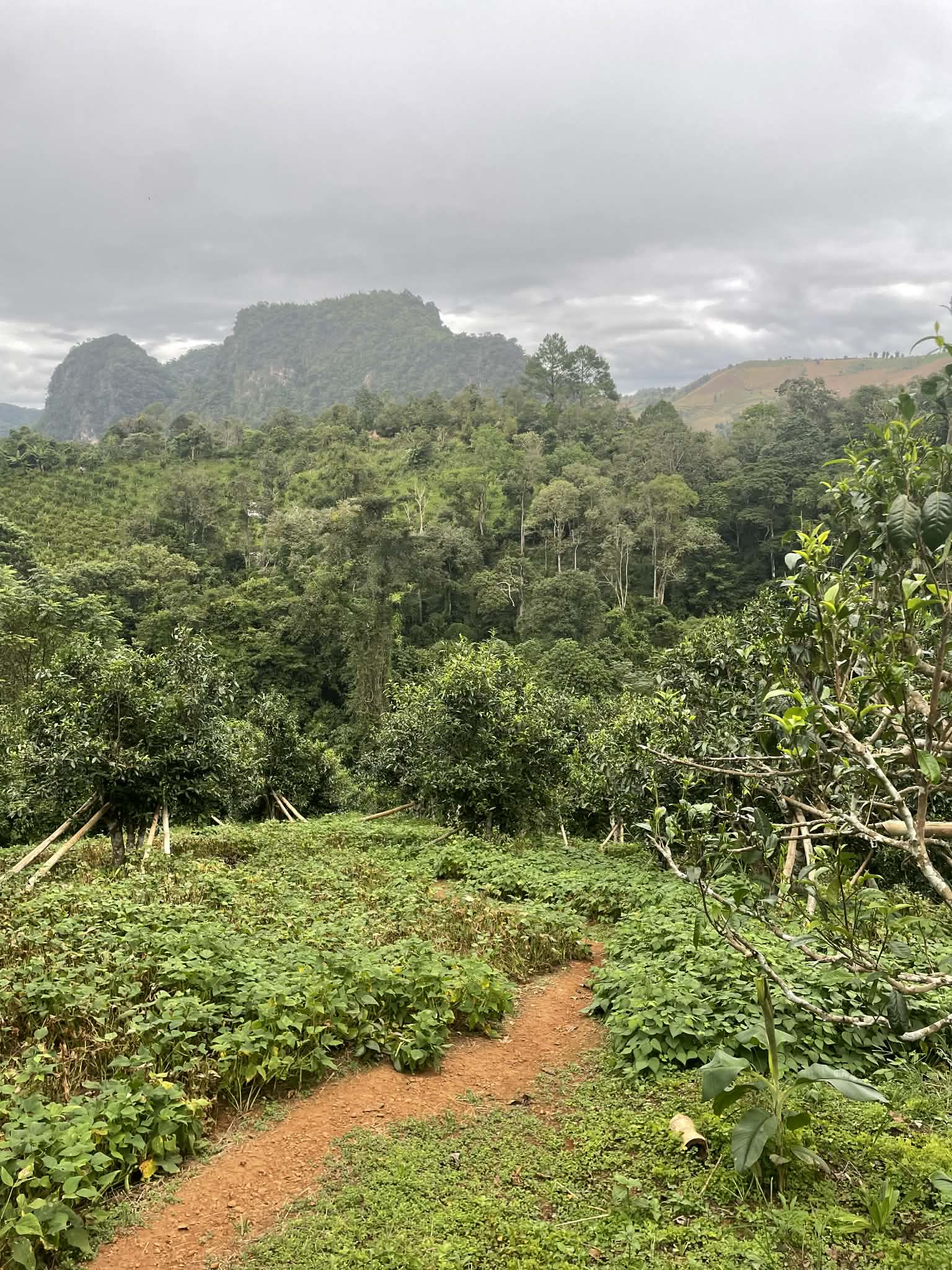 Čajová ochutnávka s Petrem Sičem